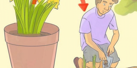 Kada presaditi narcise nakon cvatnje